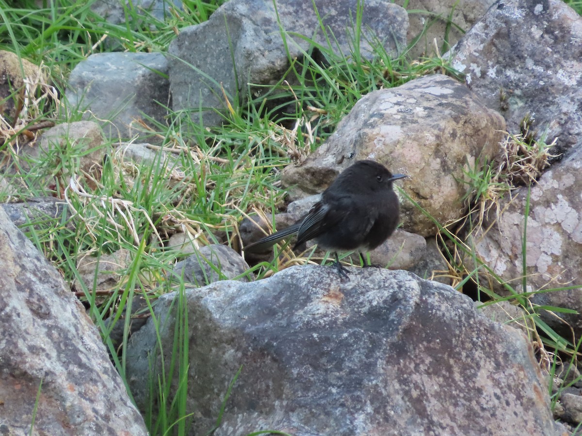 Black Phoebe - Michelle Browning