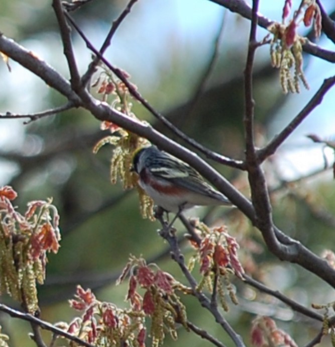 Chestnut-sided Warbler - ML618895256