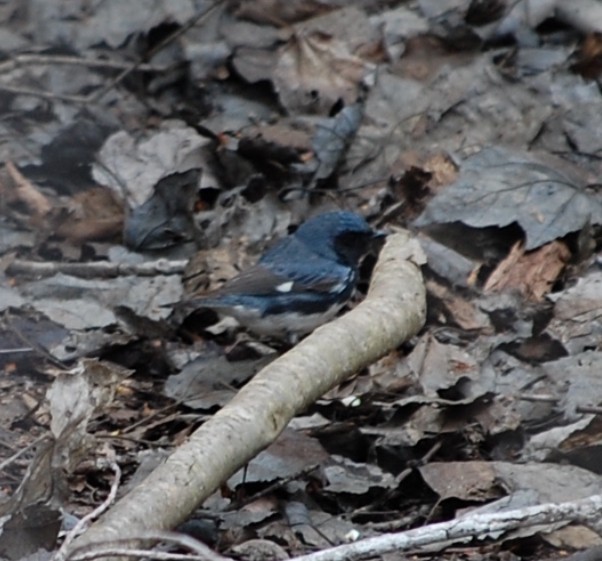 Black-throated Blue Warbler - ML618895300