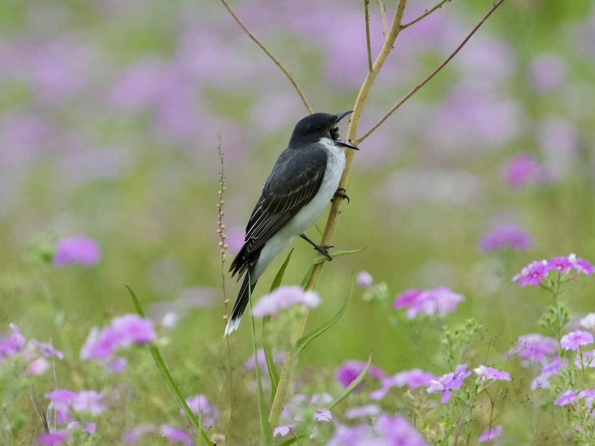 Eastern Kingbird - ML618895318