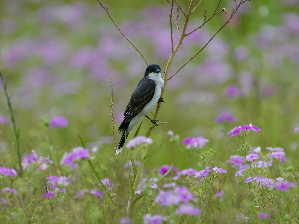 Eastern Kingbird - ML618895320