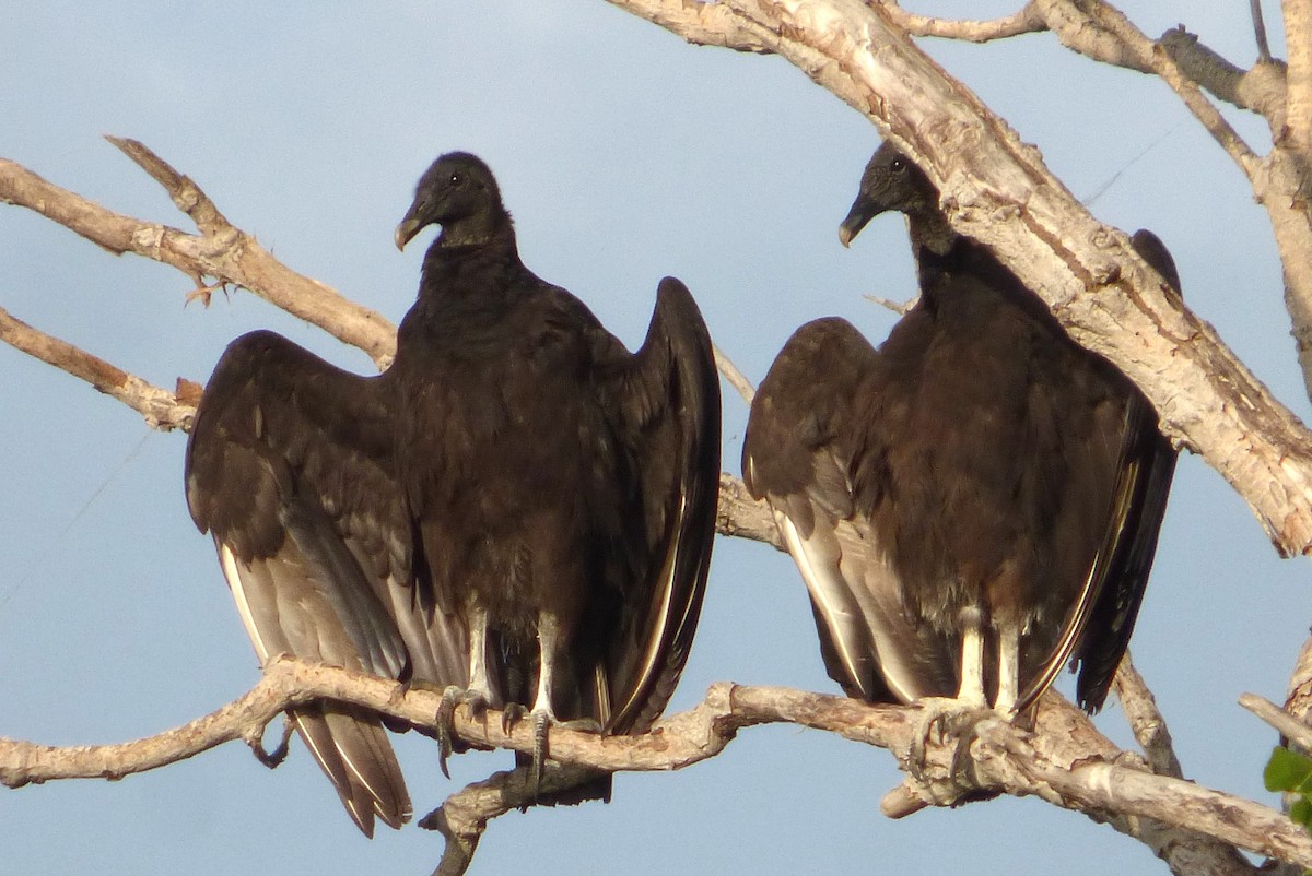 Black Vulture - ML618895321