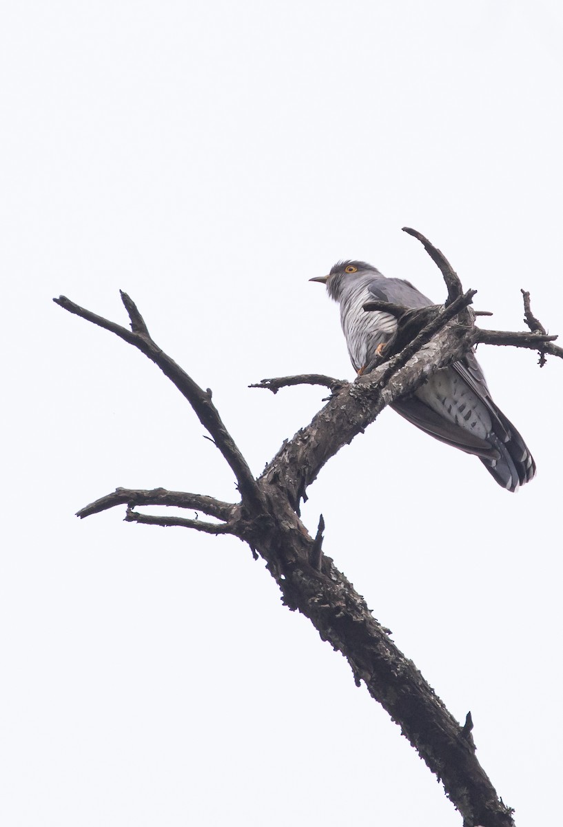 Common Cuckoo - Ashish John