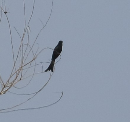 Fork-tailed Drongo-Cuckoo - Savio Fonseca (www.avocet-peregrine.com)