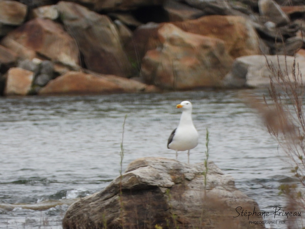 Great Black-backed Gull - Stéphane Primeau