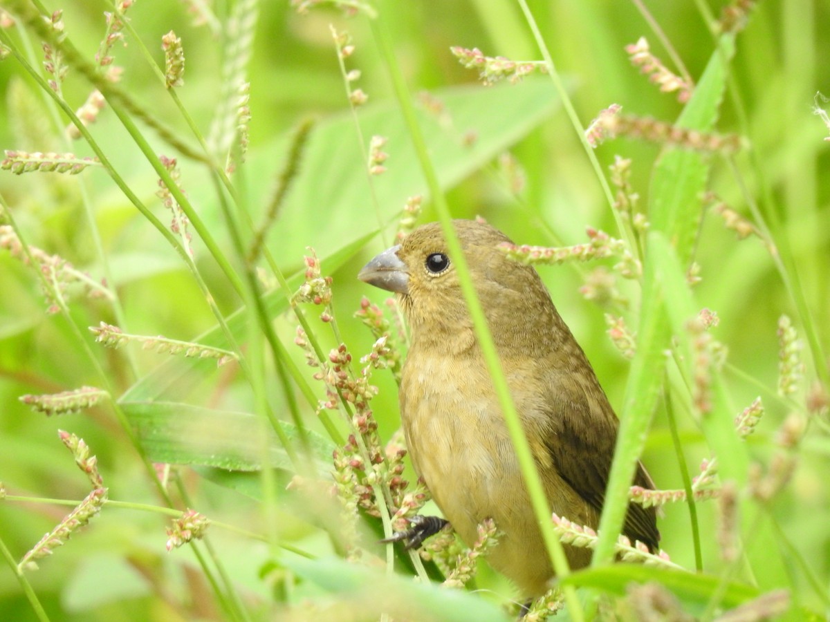 Yellow-bellied Seedeater - David Ricardo Rodríguez Villamil