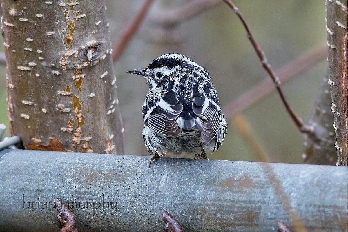 Black-and-white Warbler - Brian Murphy