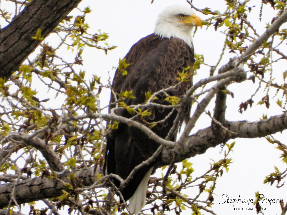 Bald Eagle - Stéphane Primeau