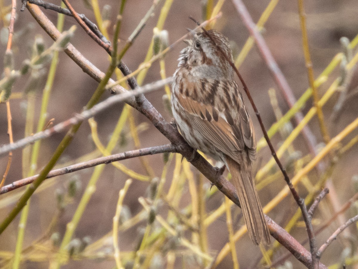 Song Sparrow - Ann Larson