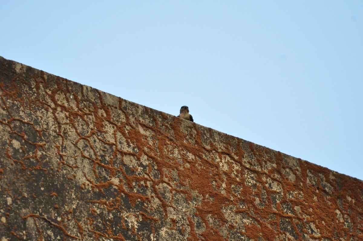 Dusky Crag-Martin - Lysandra Da Costa