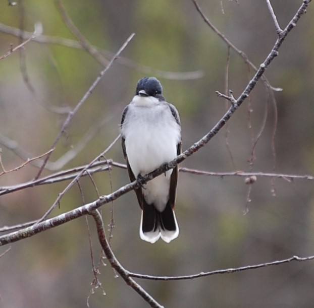 Eastern Kingbird - ML618895459