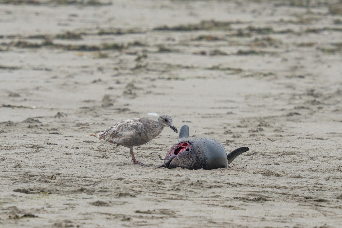 Western Gull - Amanda Newlove