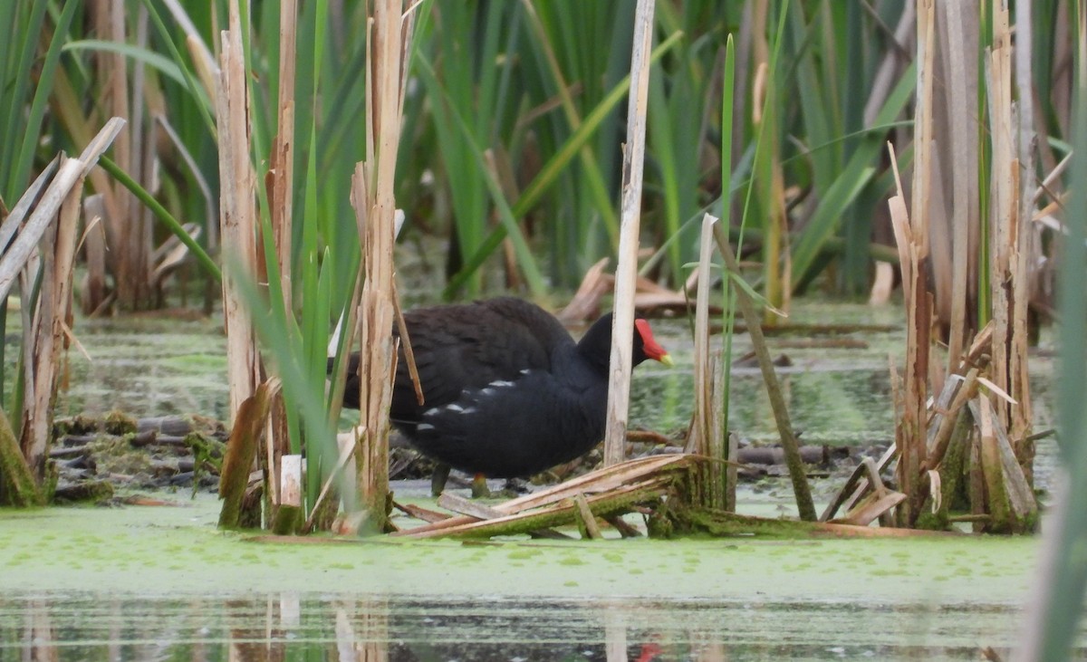 Common Gallinule - ML618895473