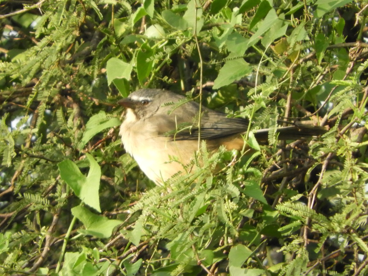 Pepitero Grisáceo del Amazonas - ML618895481