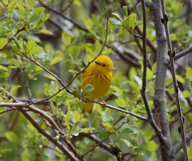 Northern Yellow Warbler - ML618895499