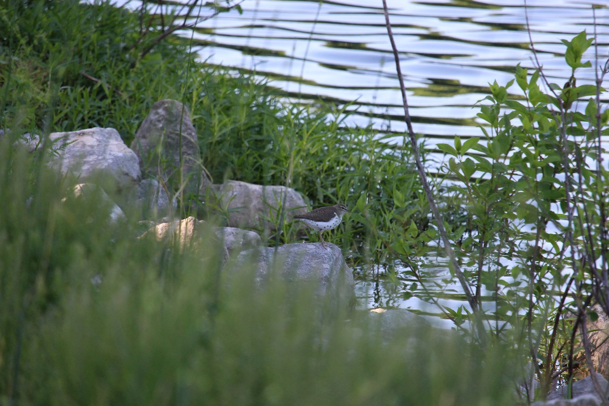 Spotted Sandpiper - ML618895502