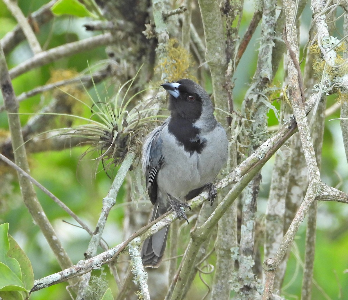 Black-faced Tanager - Manuel Pérez R.