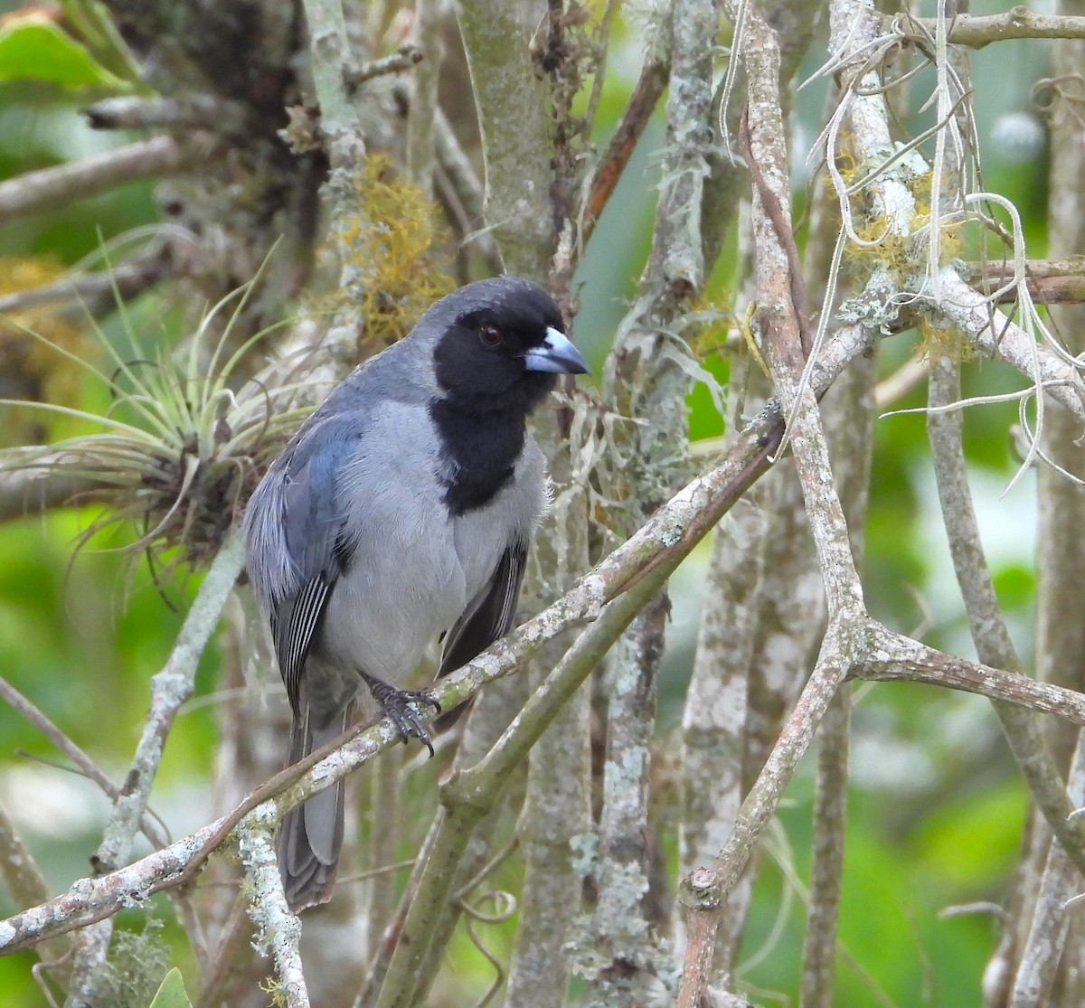 Black-faced Tanager - Manuel Pérez R.