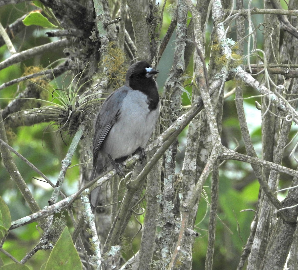 Black-faced Tanager - Manuel Pérez R.