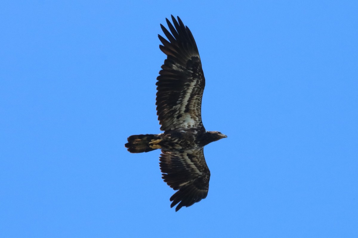 Bald Eagle - Steve Myers