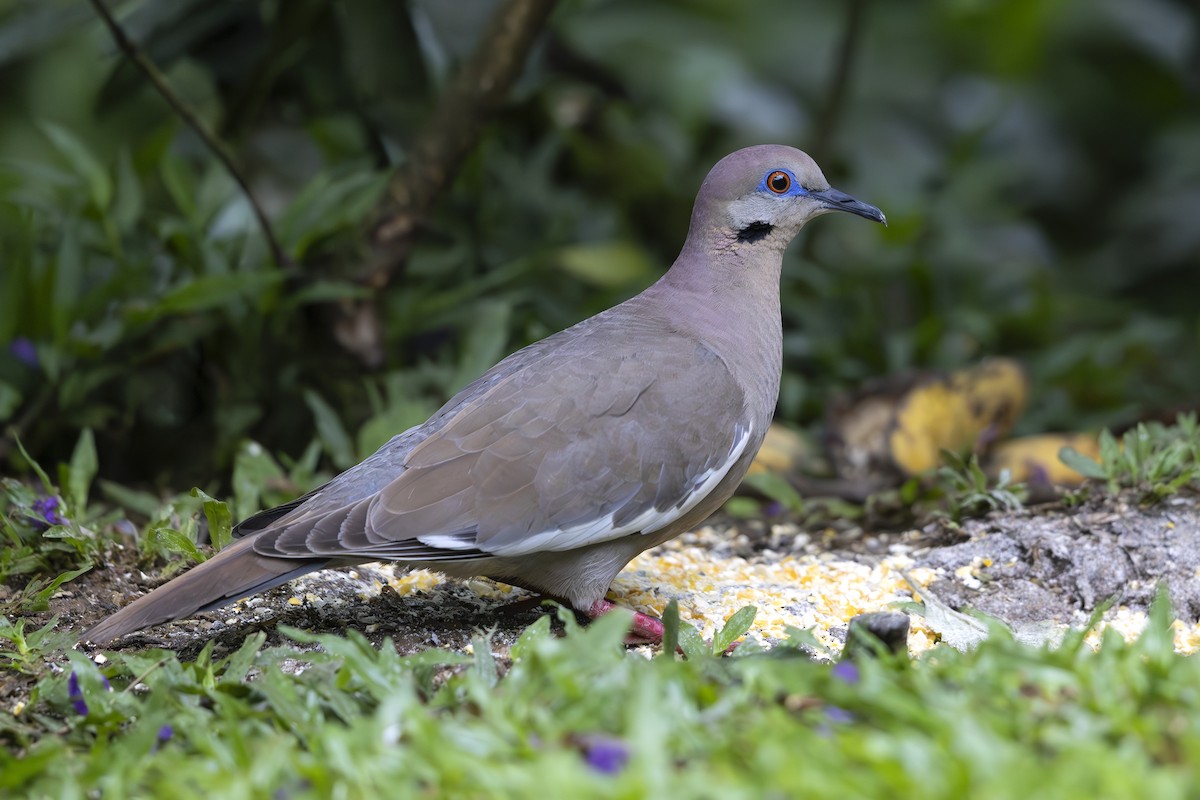 White-winged Dove - Jon Irvine