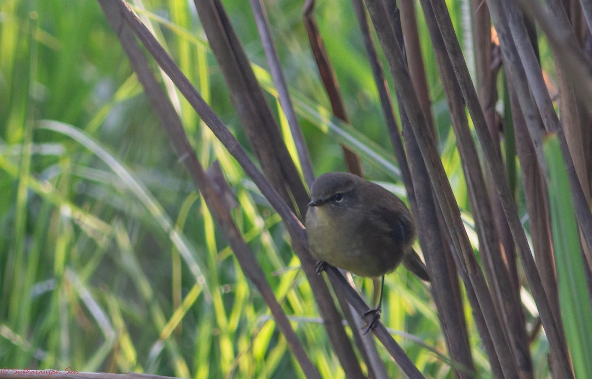 Smoky Warbler - ML618895540