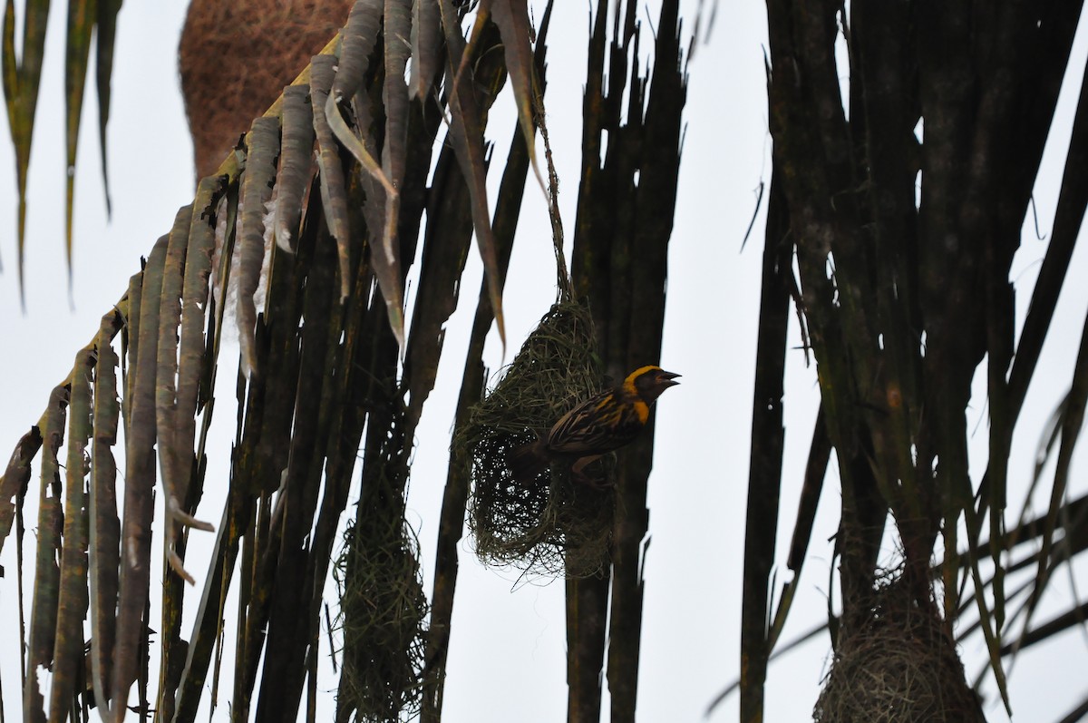 Baya Weaver - Lysandra Da Costa