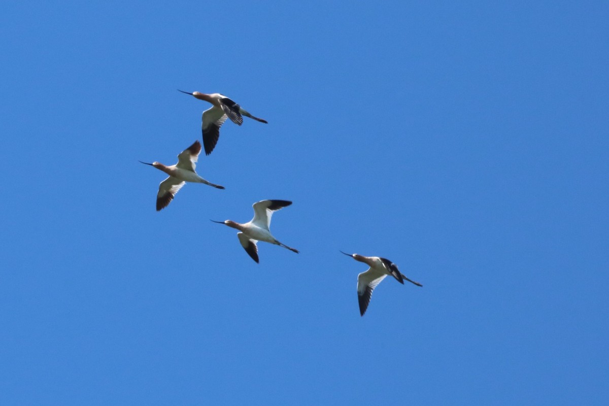 American Avocet - Steve Myers