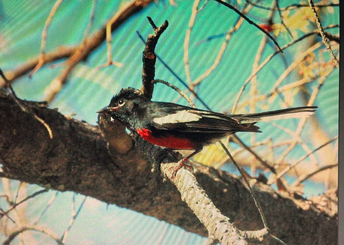 Painted Redstart - ML618895557