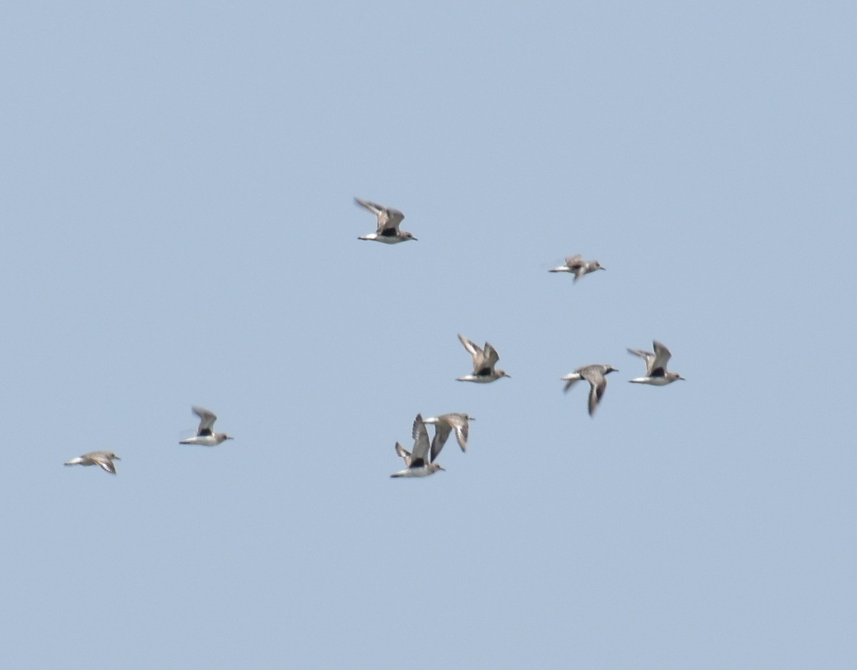 Black-bellied Plover - ML618895562