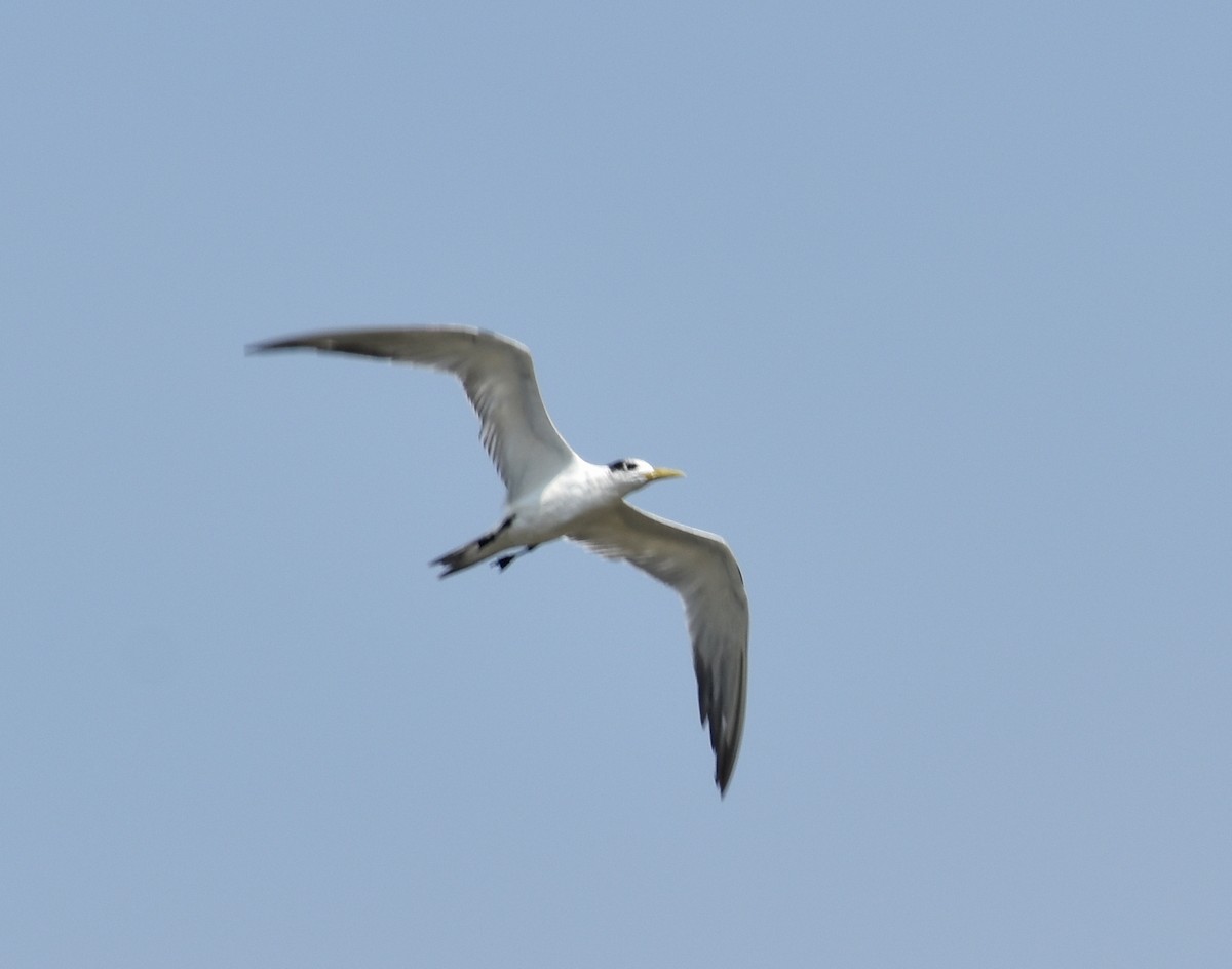 Great Crested Tern - ML618895573