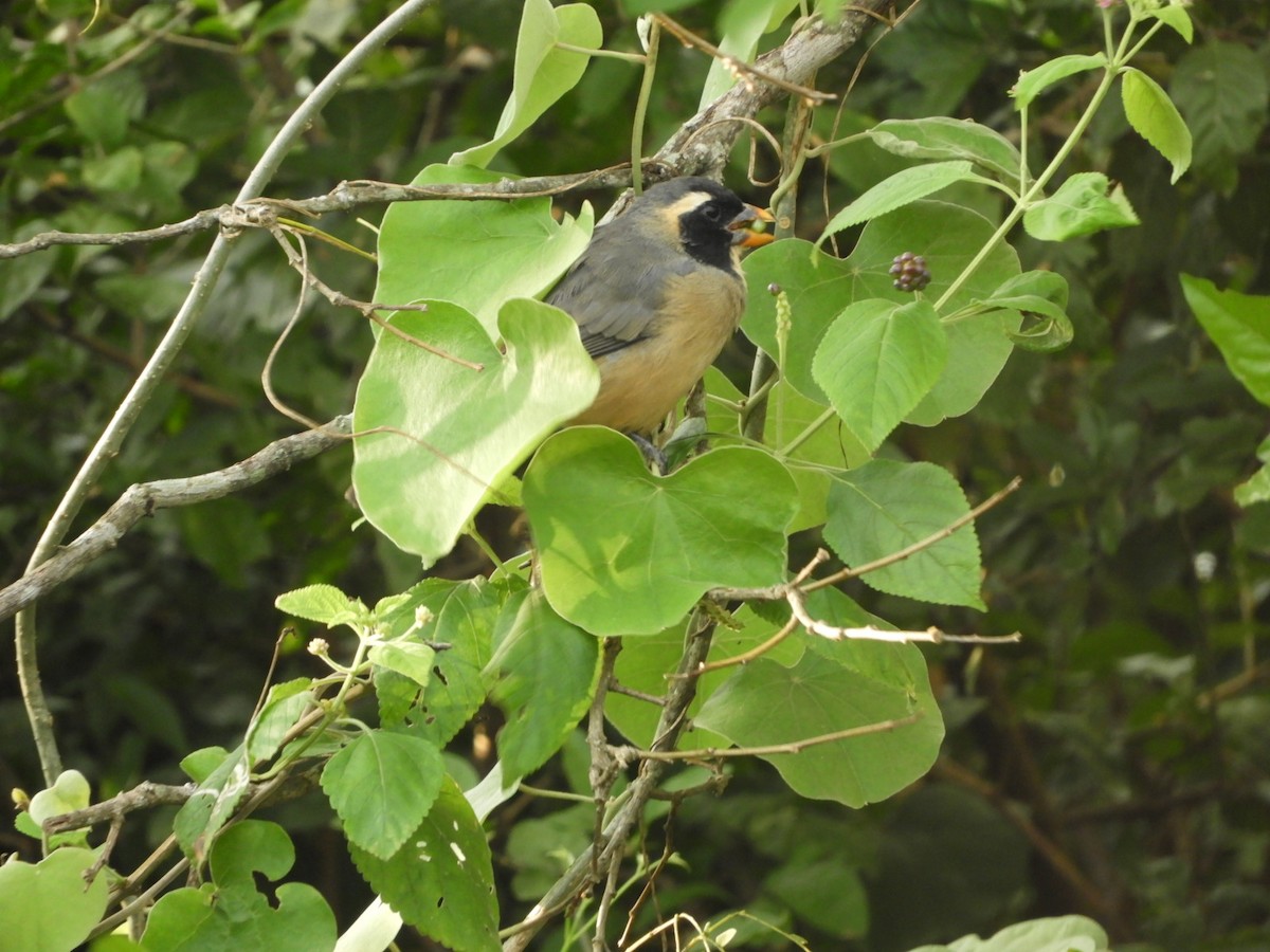 Golden-billed Saltator - ML618895589