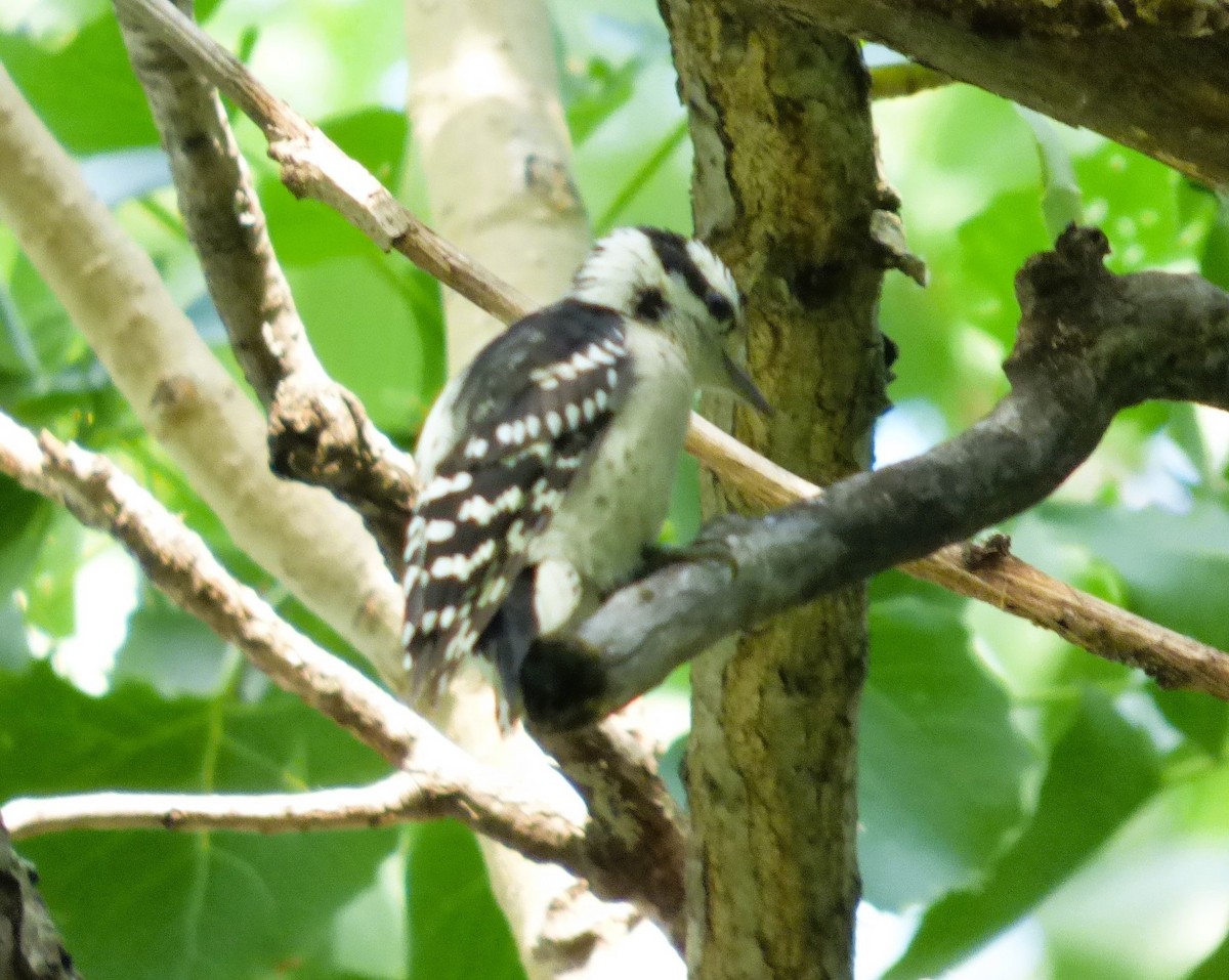 Downy Woodpecker - ML618895594