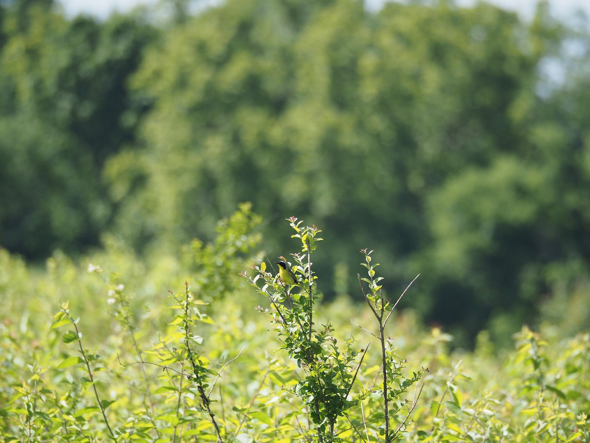 Common Yellowthroat - david parsley