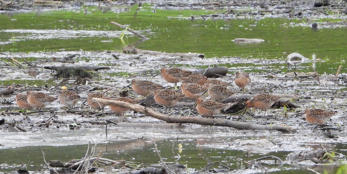 Short-billed Dowitcher - Richard Chirichiello