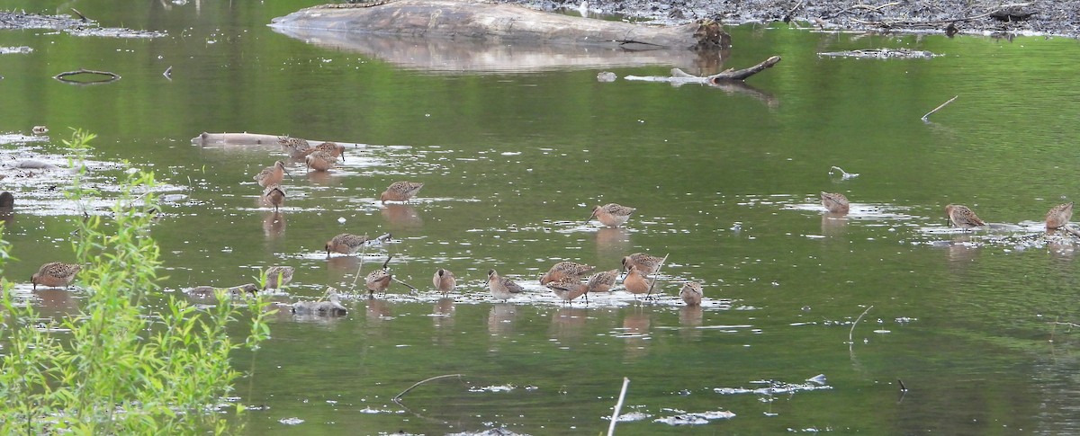 Short-billed Dowitcher - Richard Chirichiello