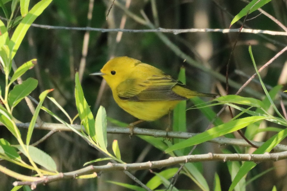 Yellow Warbler (Northern) - Steve Myers
