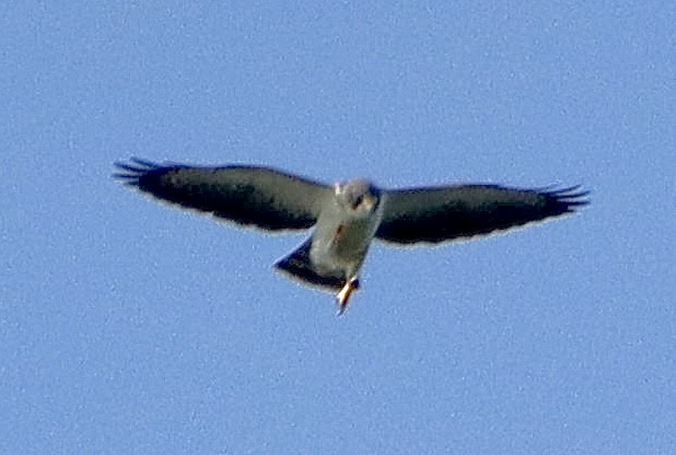 Short-tailed Hawk - Edu no Mato