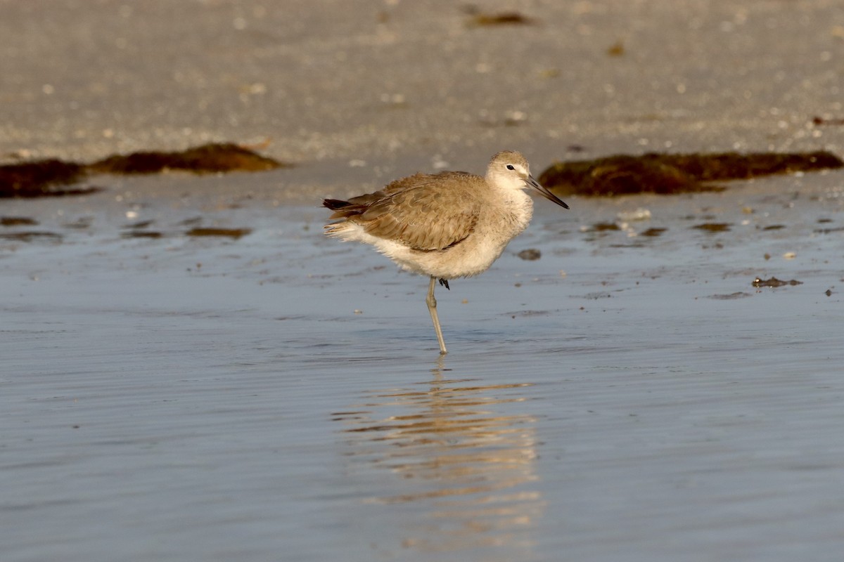 Willet - ML618895658