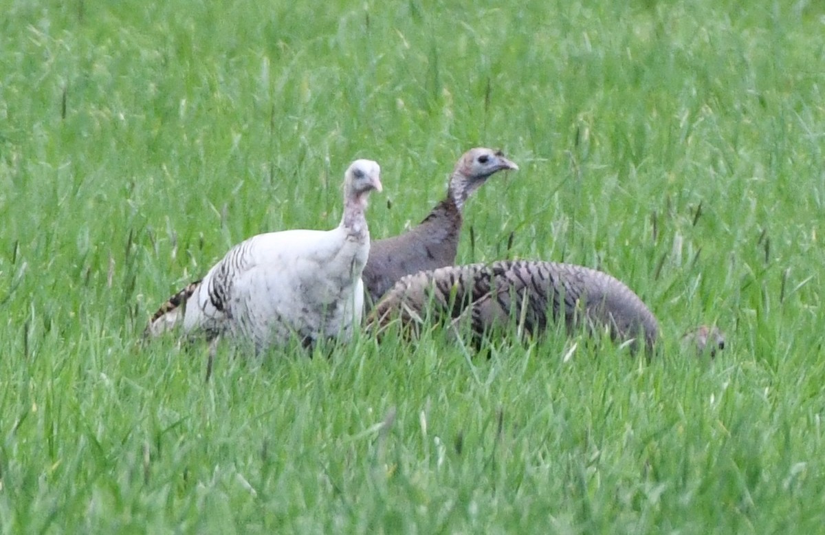 Wild Turkey - Timothy Freiday