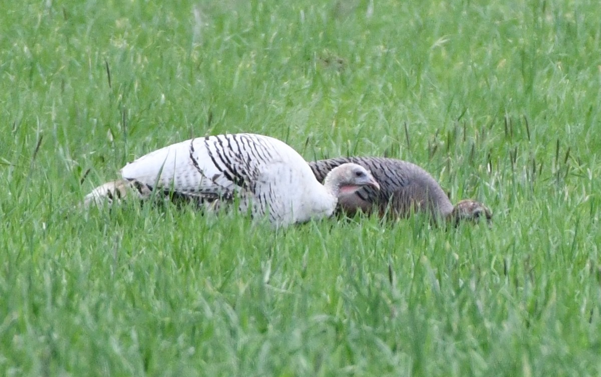 Wild Turkey - Timothy Freiday