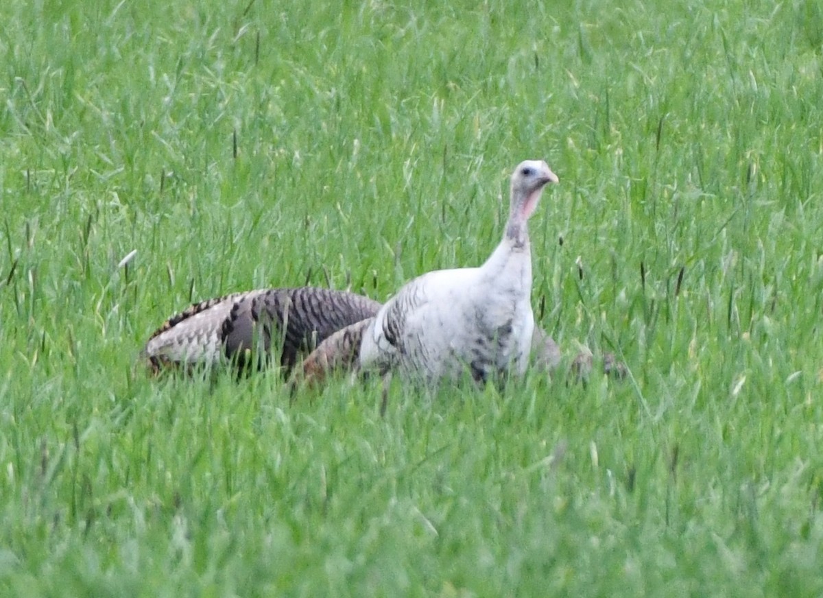 Wild Turkey - Timothy Freiday