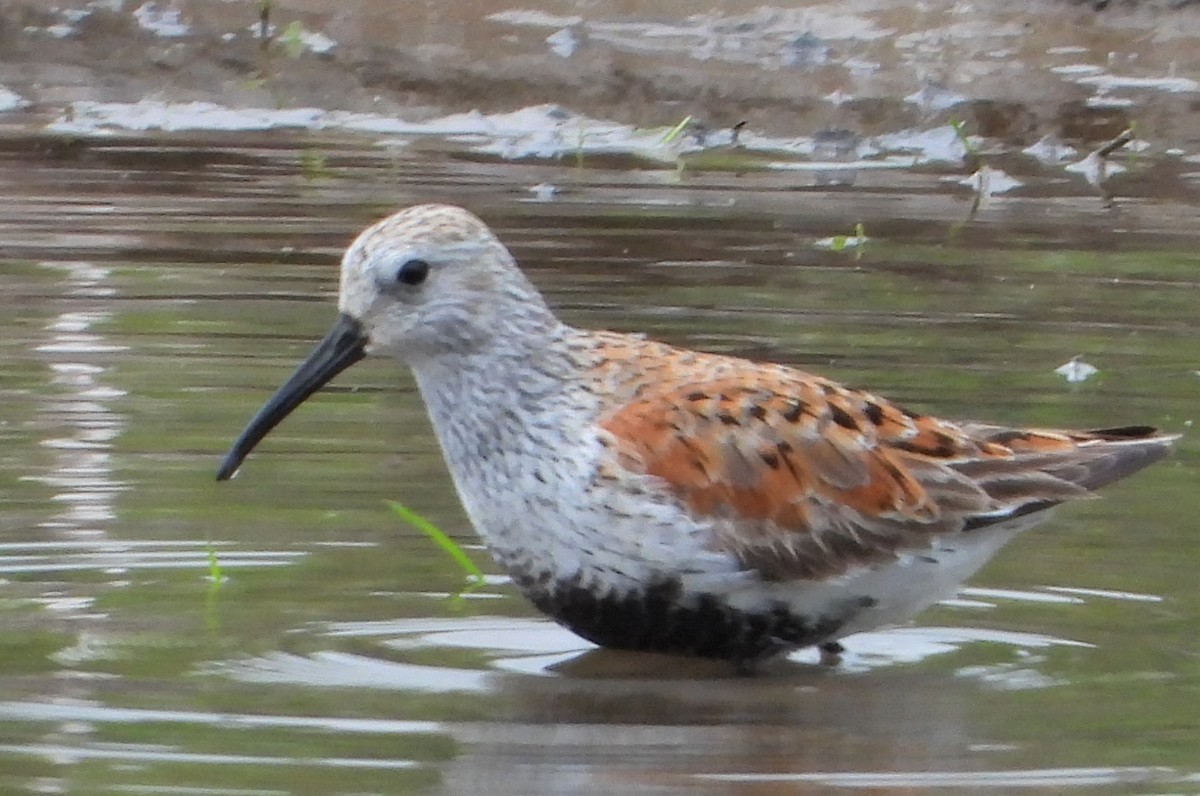 Dunlin - ML618895687