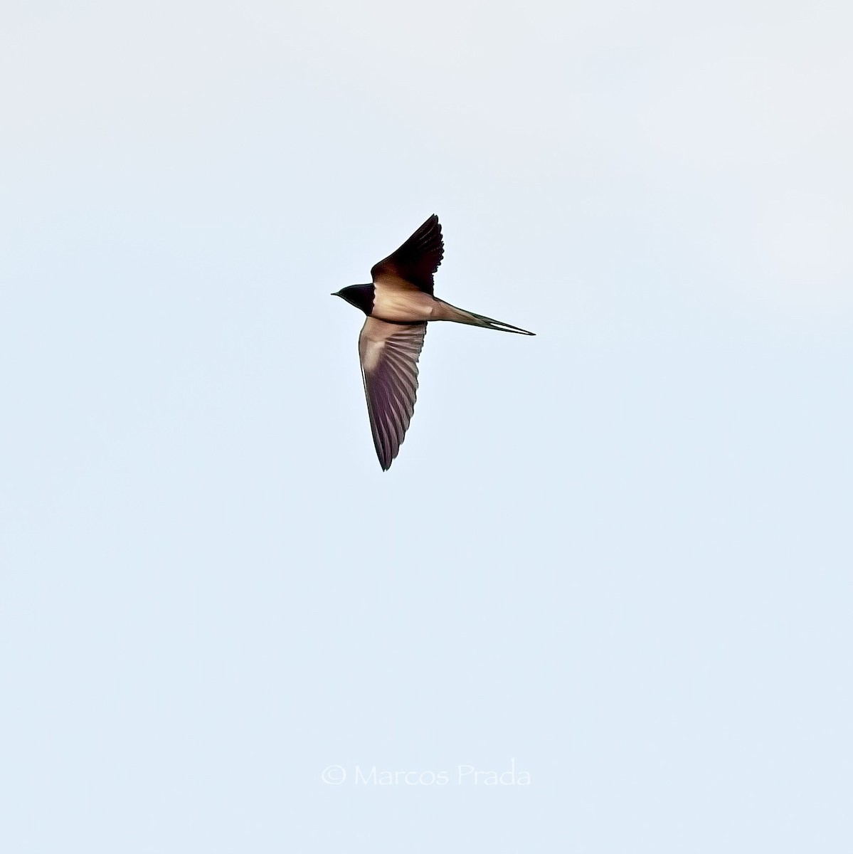 Barn Swallow - ML618895717