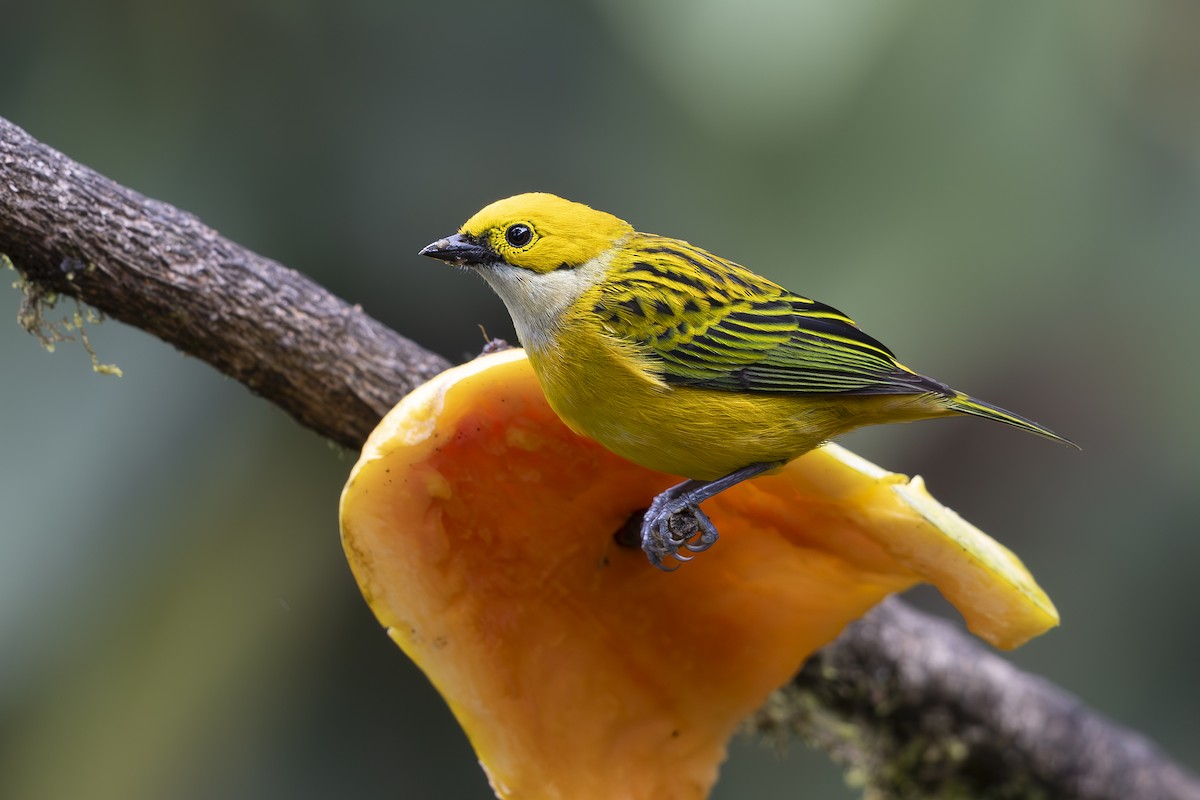 Silver-throated Tanager - Jon Irvine