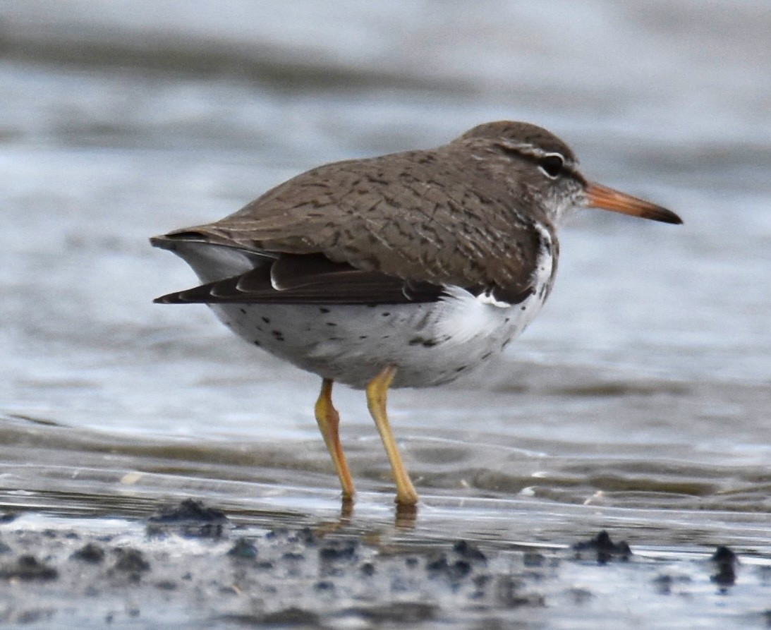 Spotted Sandpiper - Lisa Tucci