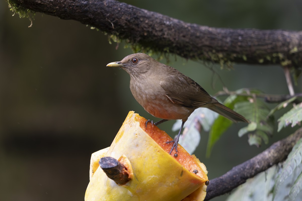 Clay-colored Thrush - ML618895733