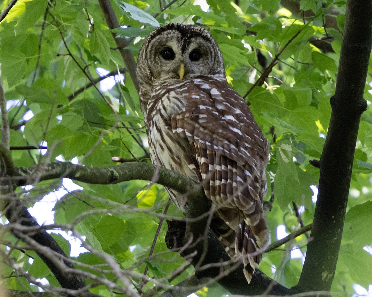 Barred Owl - ML618895739