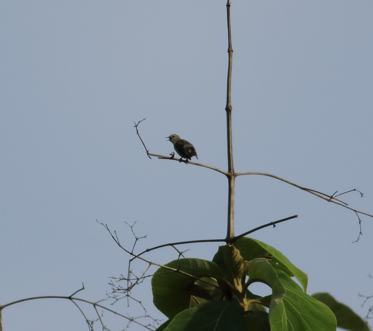 Nilgiri Flowerpecker - ML618895747