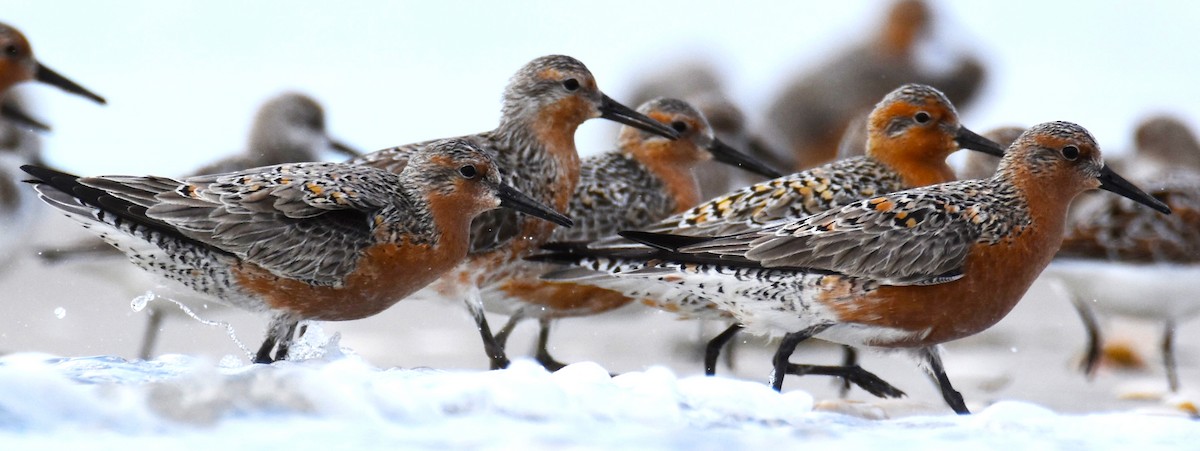 Red Knot - Lisa Tucci